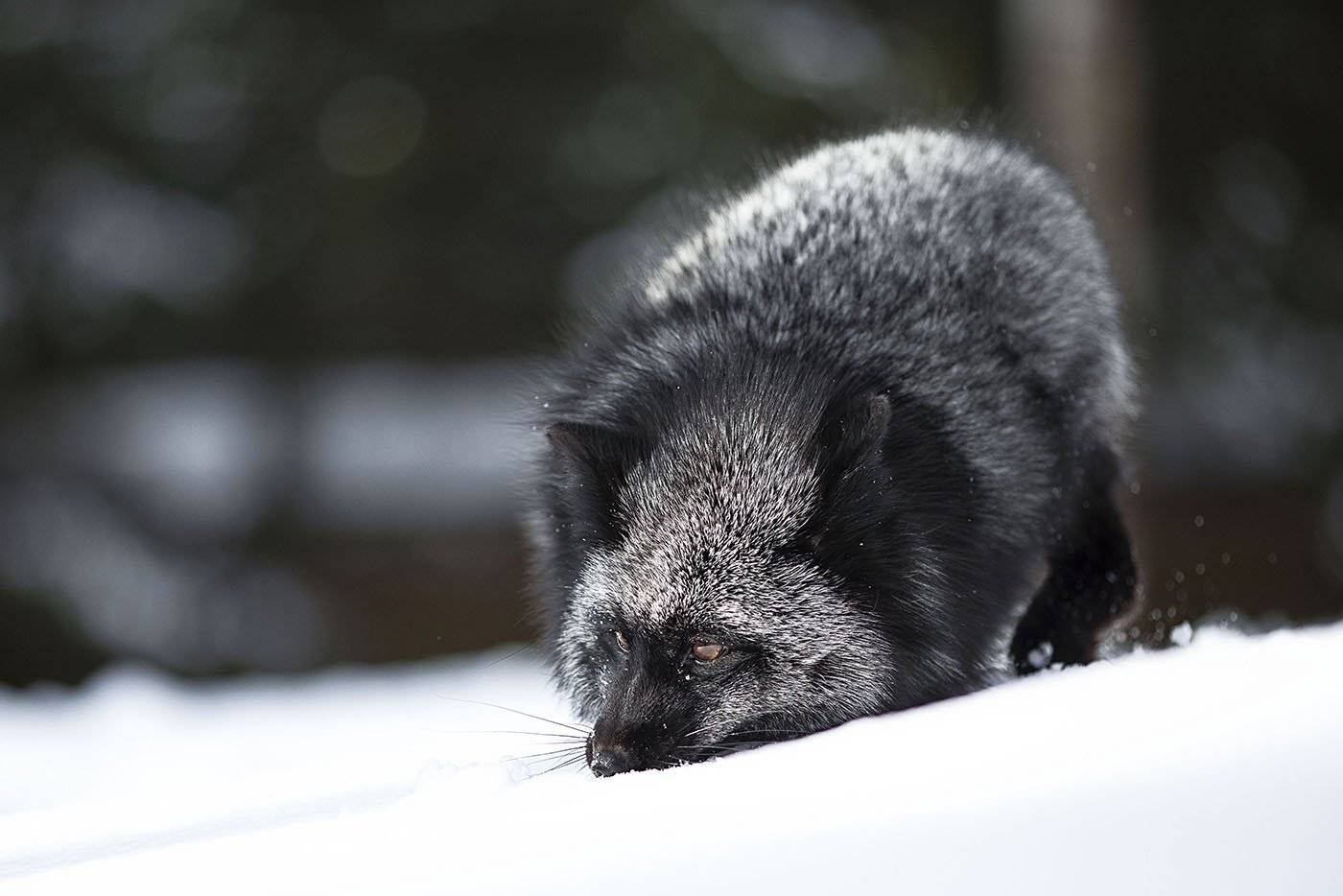 лиса,охотница,красотка,зима, foxy, hunter, beautiful, winter, nature, Юлия Стукалова