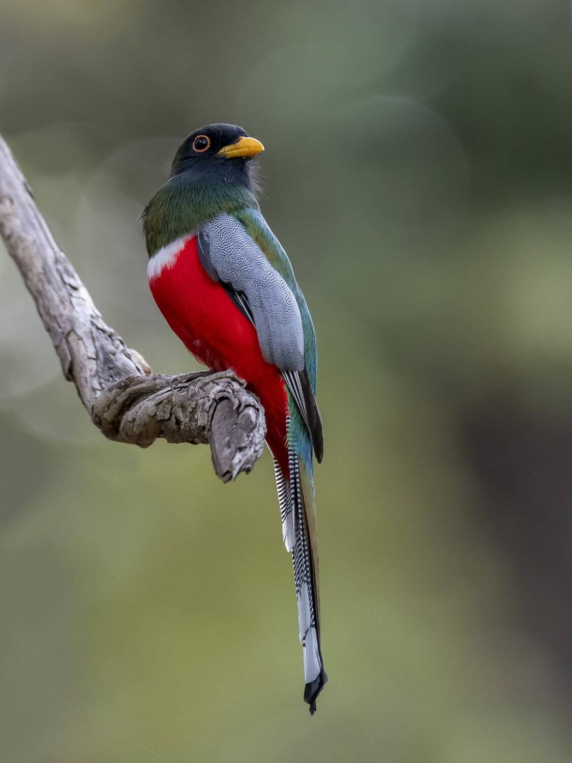 , Fernando Burgalin Sequeira