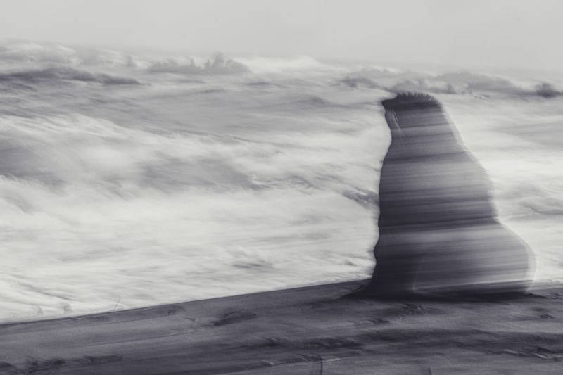 морской котик, беренга, командорские острова  Мечтатель  фото превью