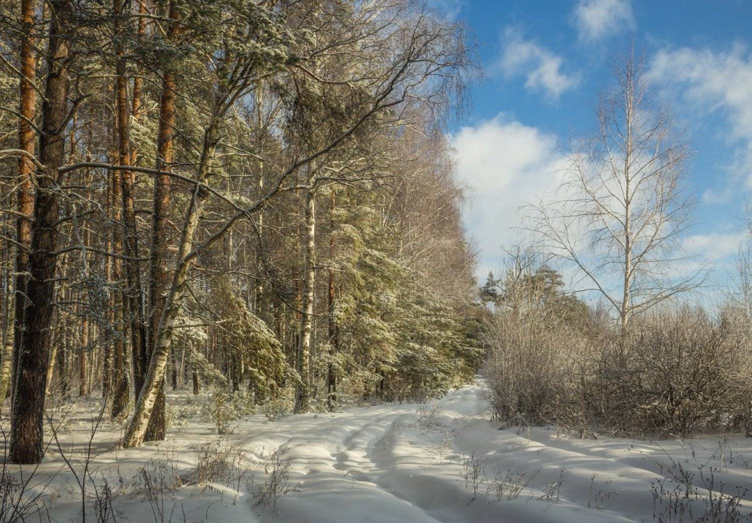 февраль утро мороз, Дмитрий Алексеев