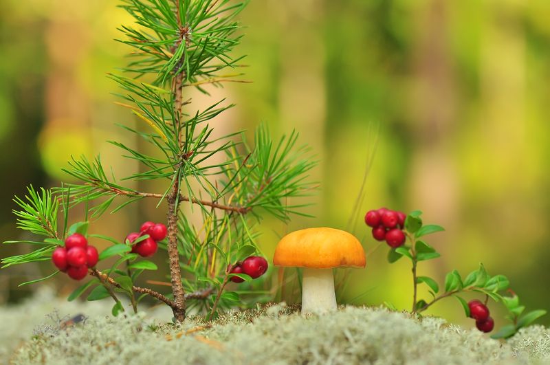 Осеннее настроение :) фото превью