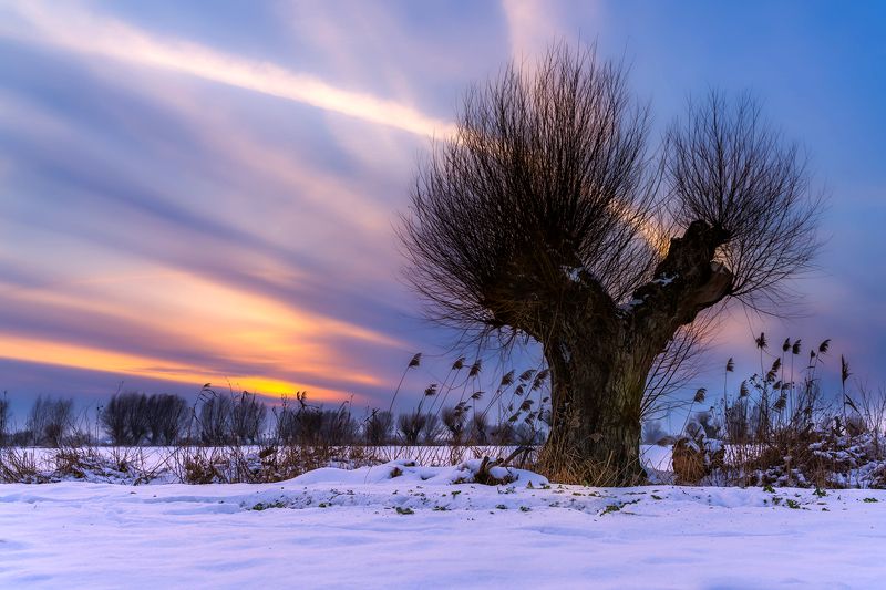 Wierzby głowiaste”rosochate” фото превью