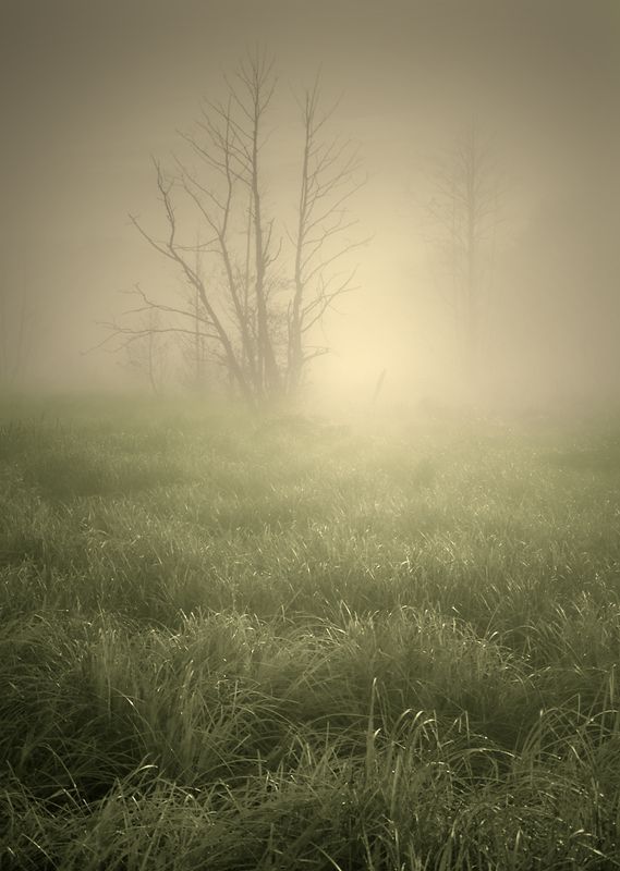 in the morning mist... фото превью