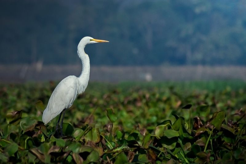 birds, bird, animal, wildlife Great Egret фото превью