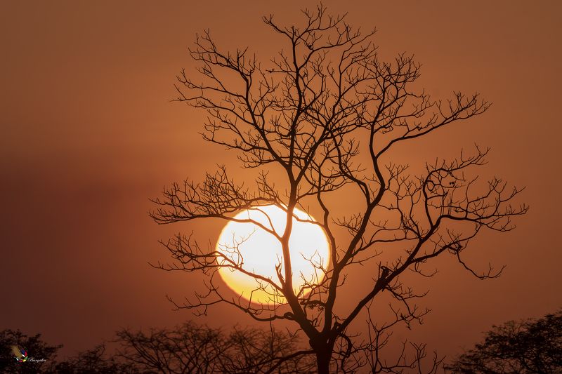 Sunset фото превью