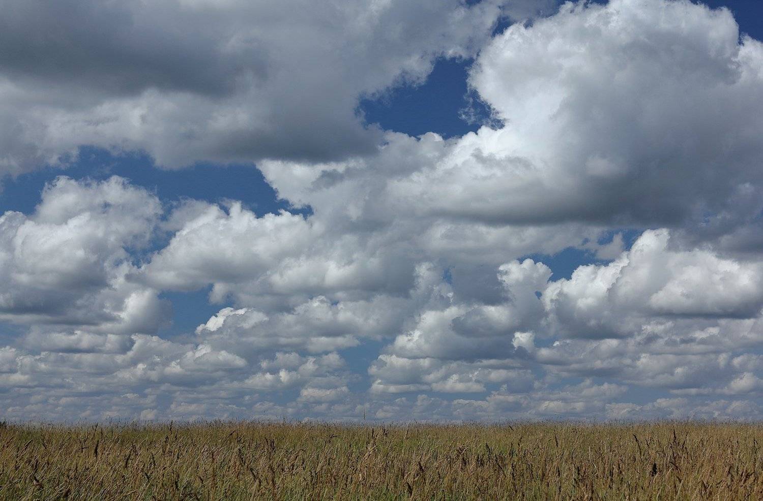 облака, поле, лето, Александр Зорин