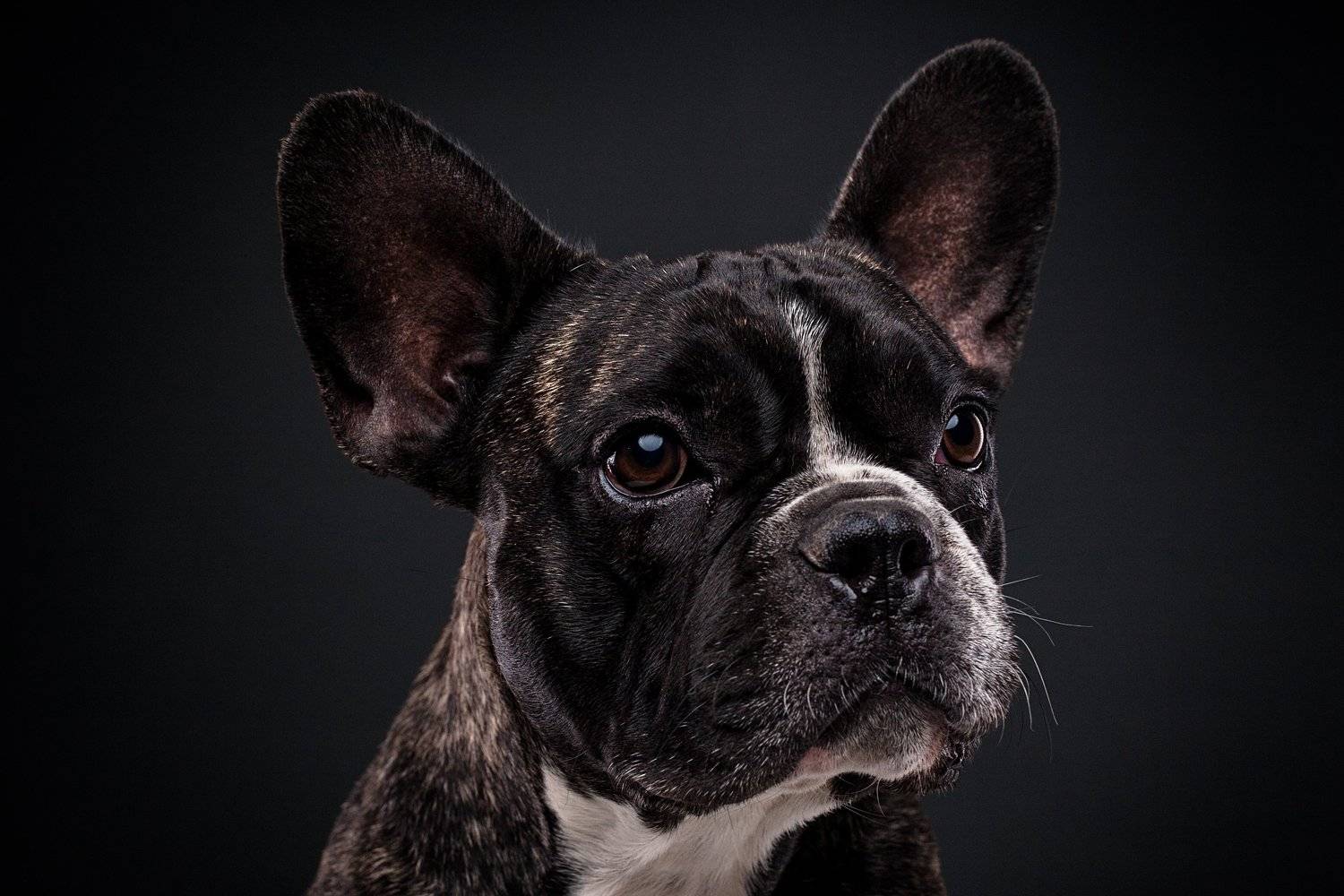 бульдог, собака, француз, студия, портрет, Евгений Дёгтев