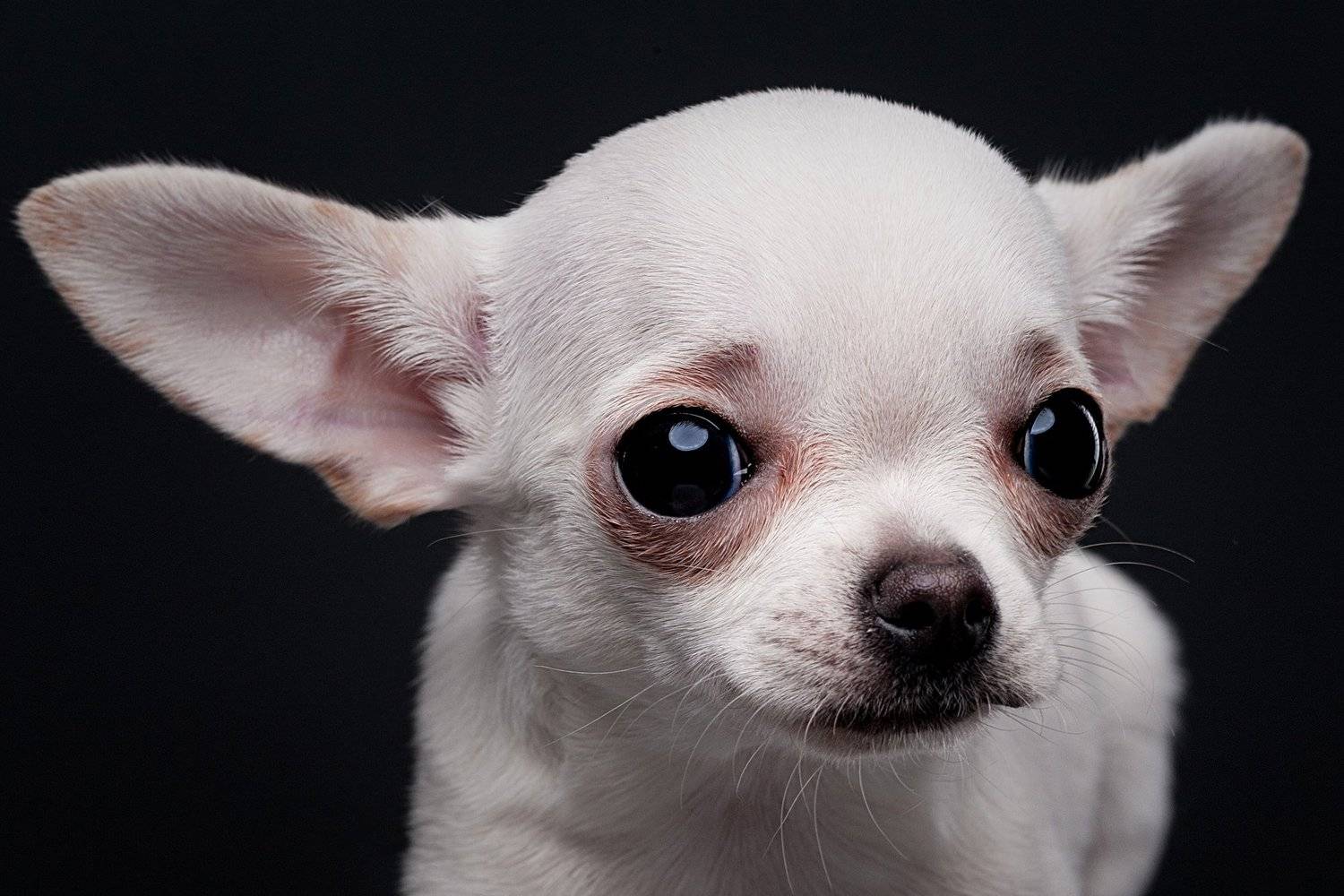 собака, чихуахуа, портрет, студия, Евгений Дёгтев