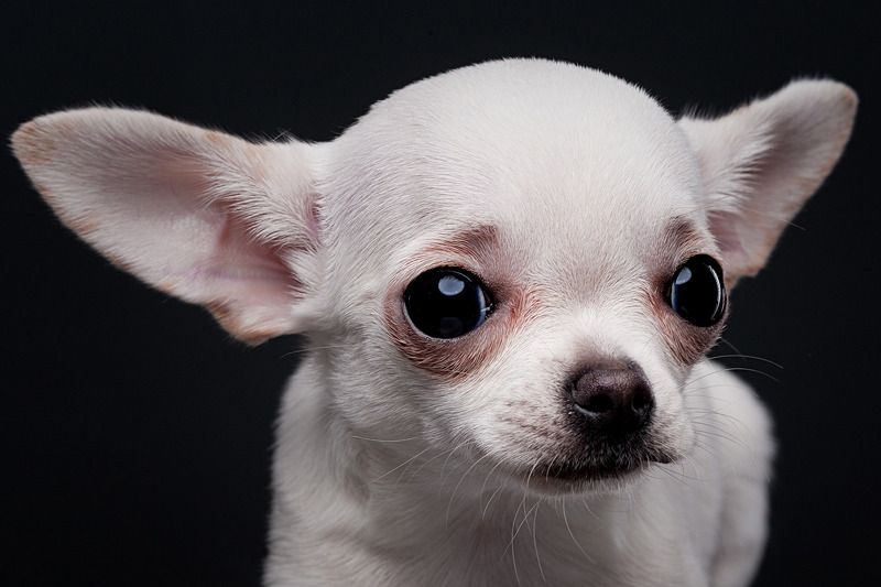 собака, чихуахуа, портрет, студия Молли фото превью