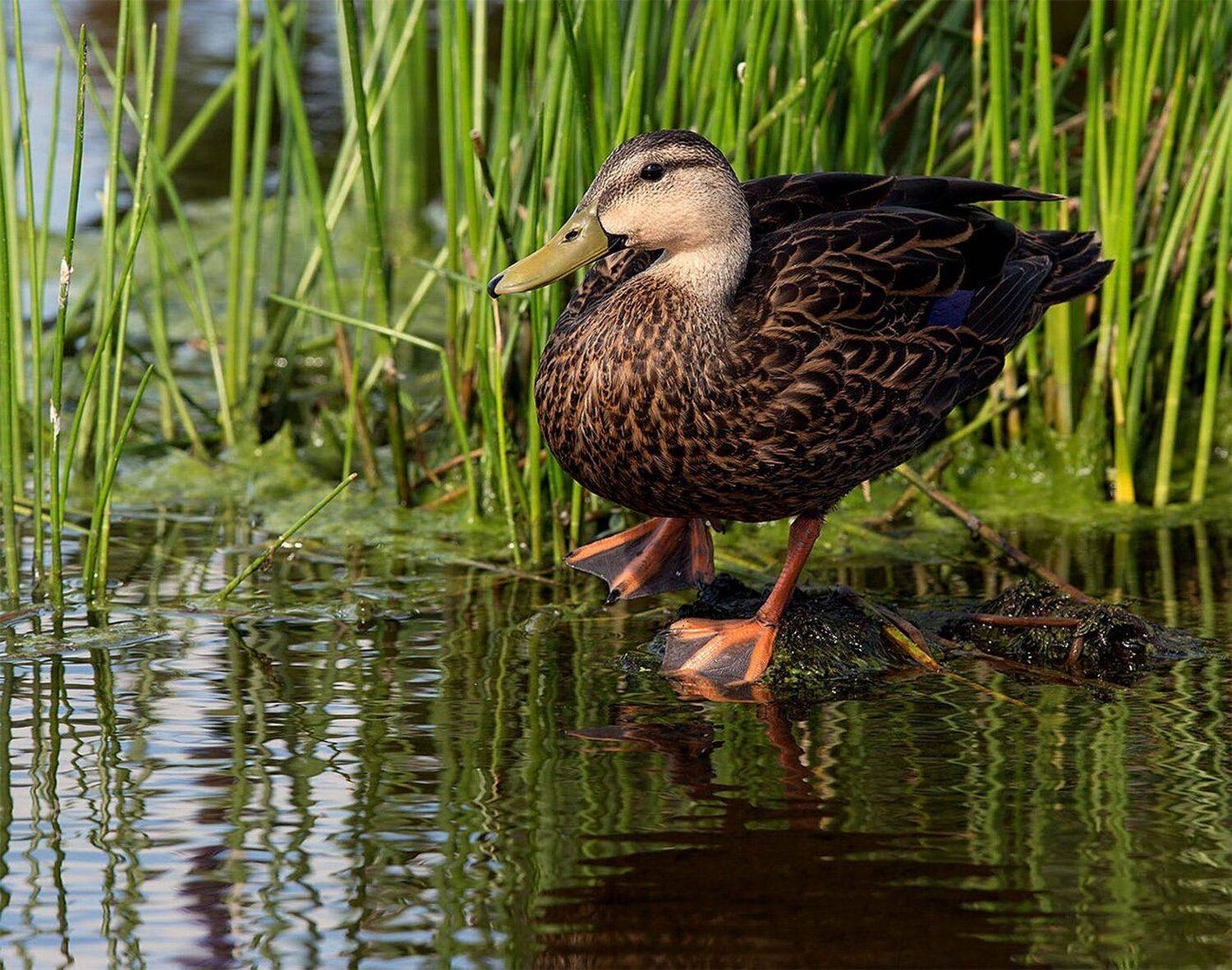 утка, duck, флорида, Elizabeth Etkind