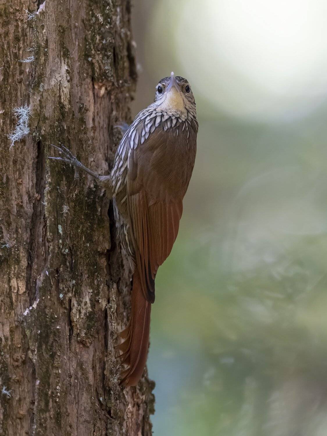 , Fernando Burgalin Sequeira