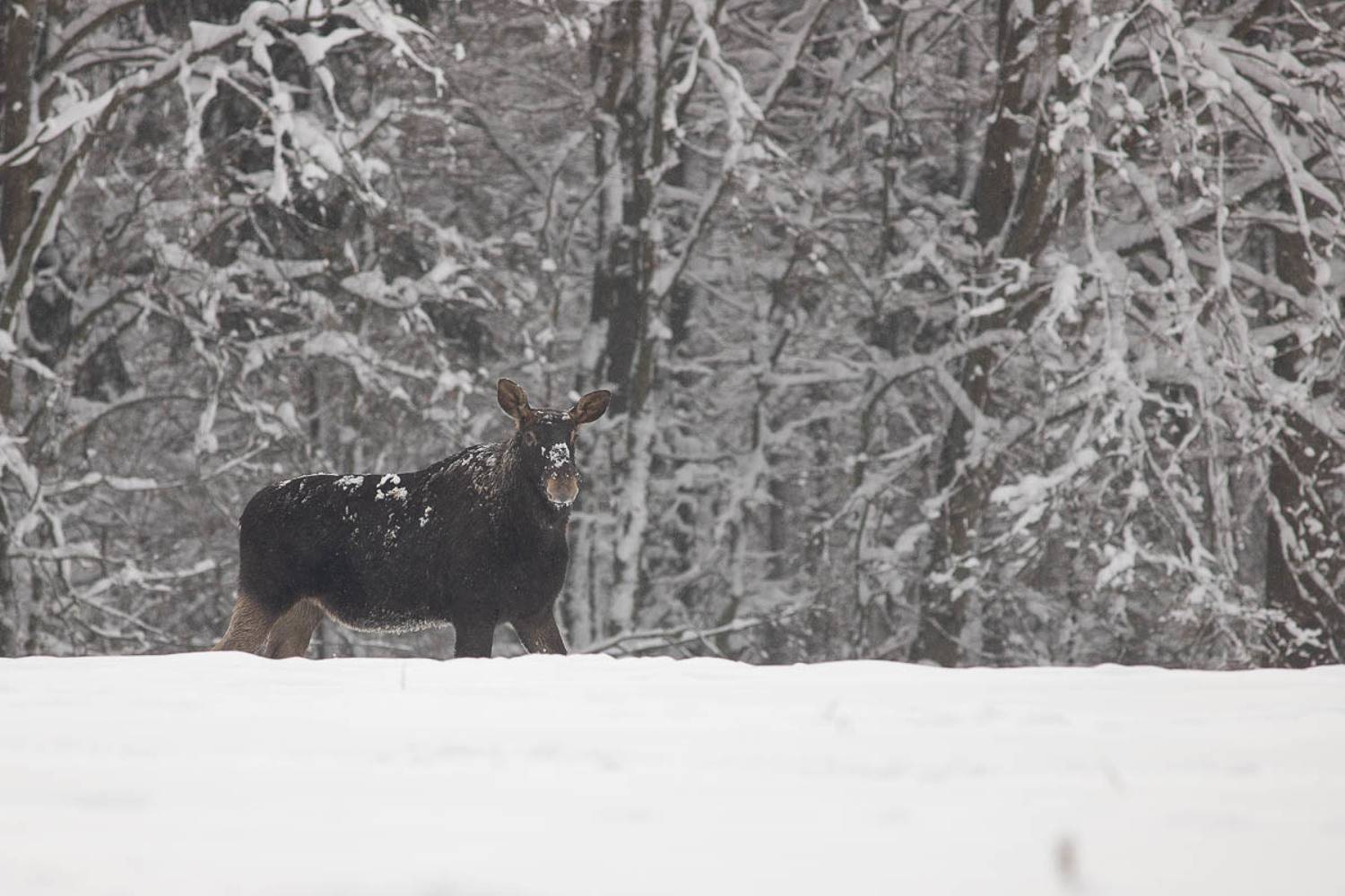 podlasie,las,dzika przyroda,natura,fauna,fotografia przyrodnicza,flora,białowieża,puszcza białowieska,śnieg, Marcin Zakrzewski