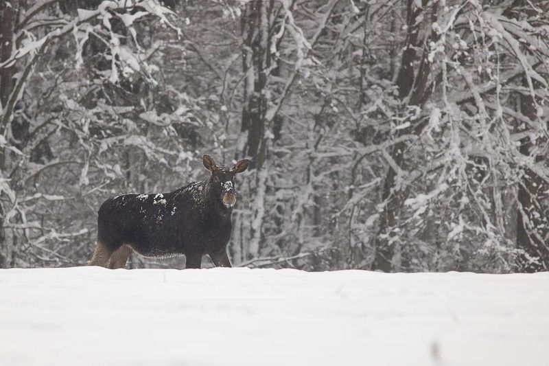 podlasie,las,dzika przyroda,natura,fauna,fotografia przyrodnicza,flora,białowieża,puszcza białowieska,śnieg Łoś  фото превью