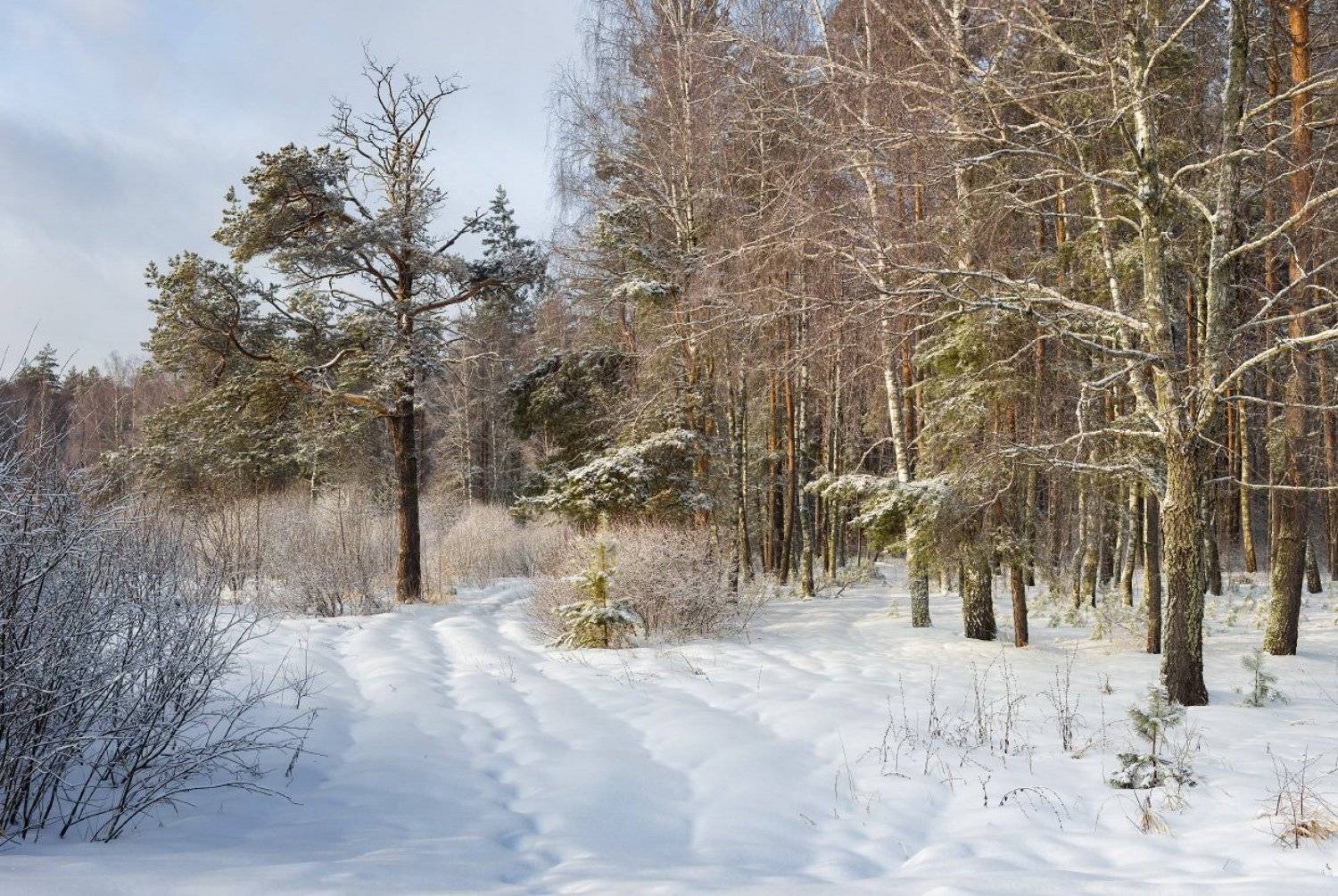 февраль утро мороз опушка, Дмитрий Алексеев