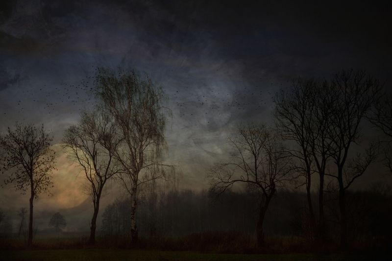 The Moon Field фото превью