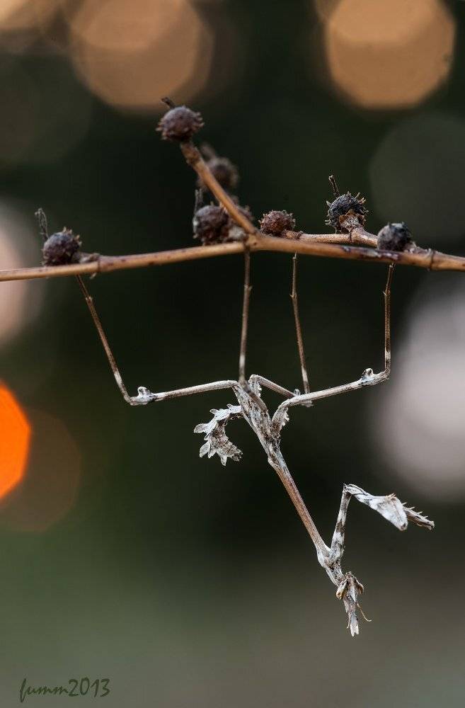 , Игорь ФУММ