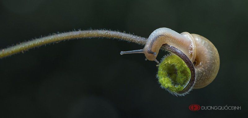 The love story of the uncle snails фото превью