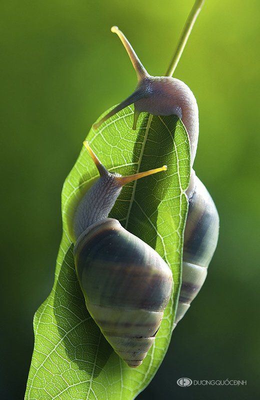the love story of the uncle snails фото превью