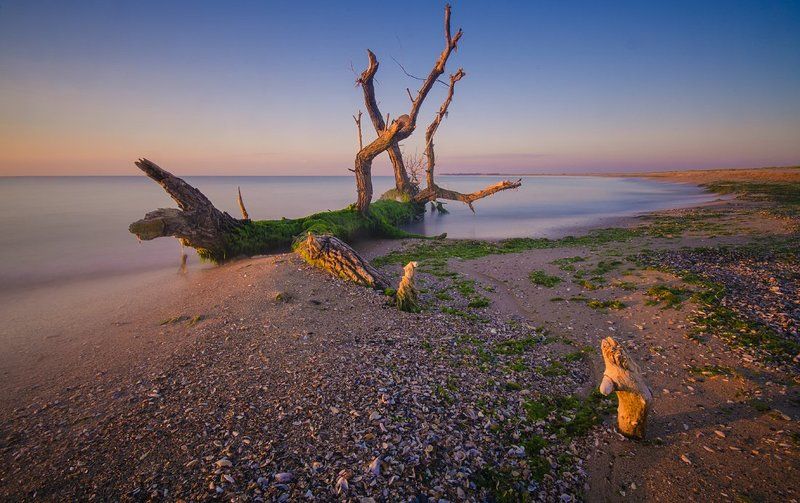 The Lonely Tree фото превью
