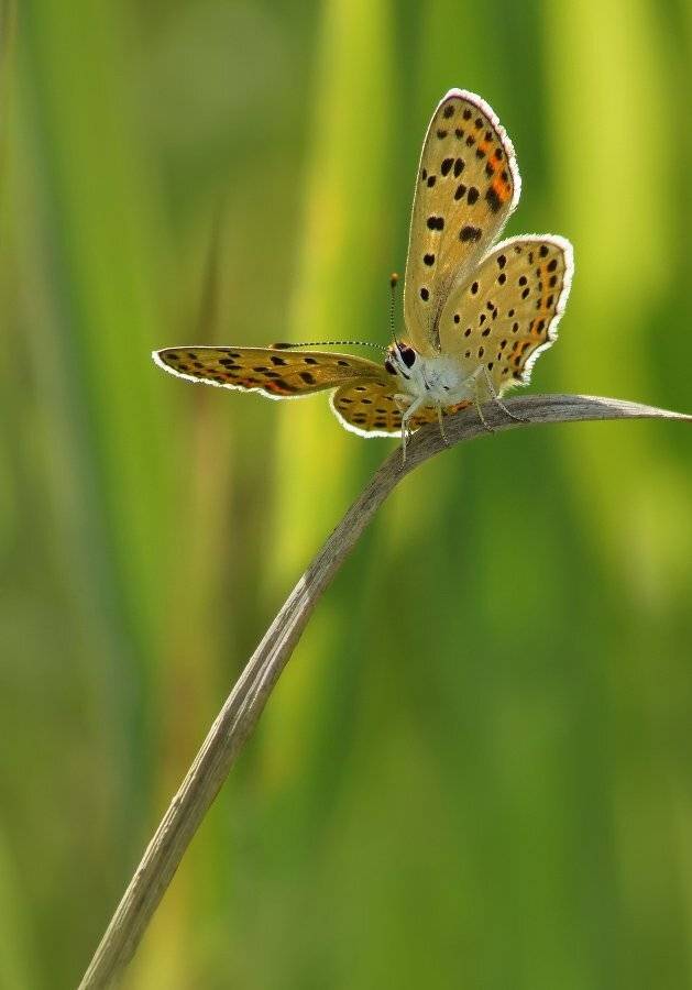 Бабочка, Чепленко Алексей