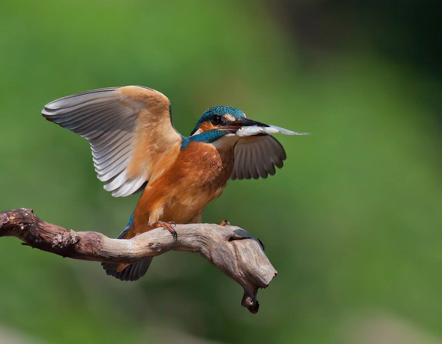 , Стефан Дянков