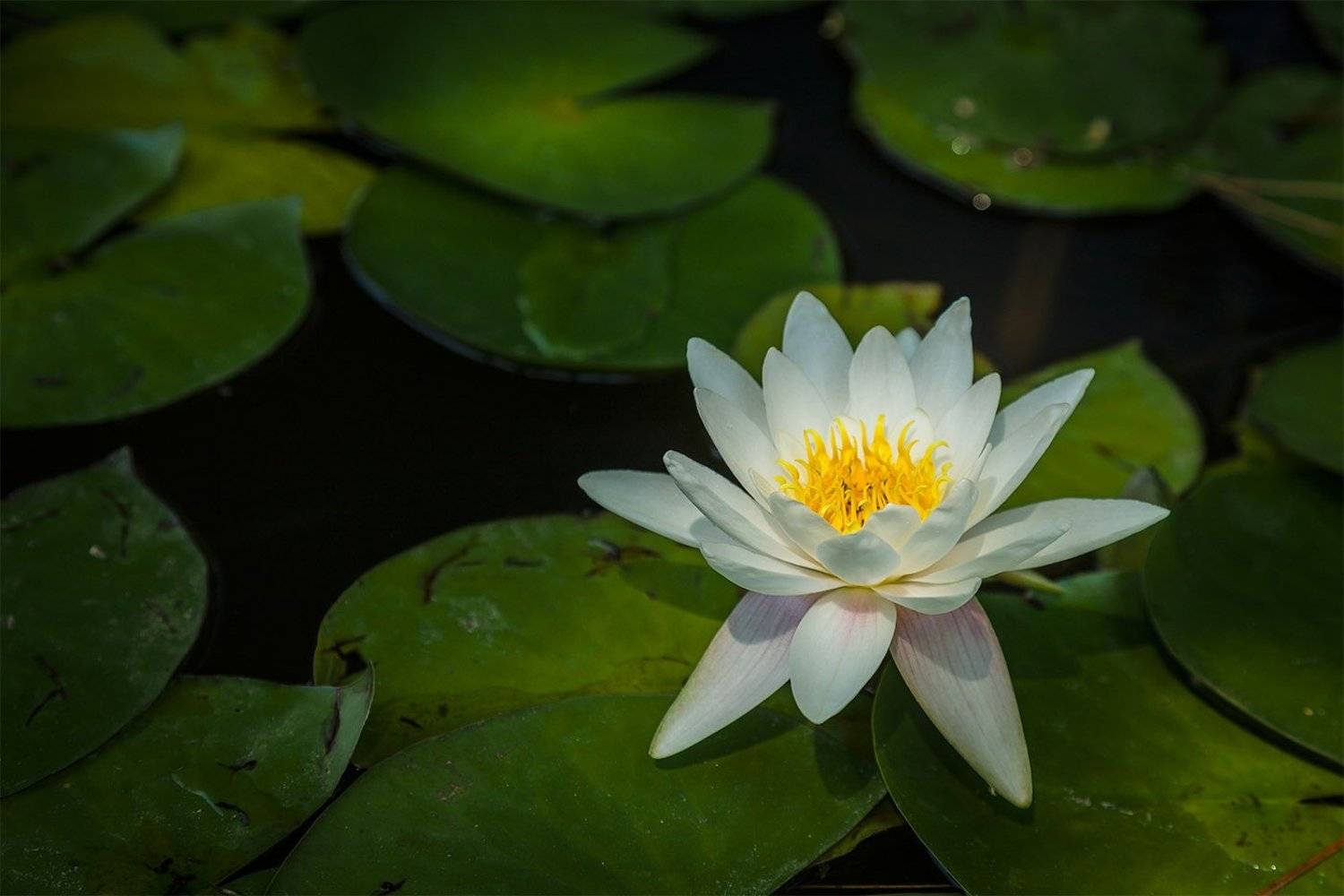 , Роман Введенский