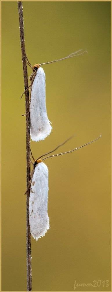 , Игорь ФУММ