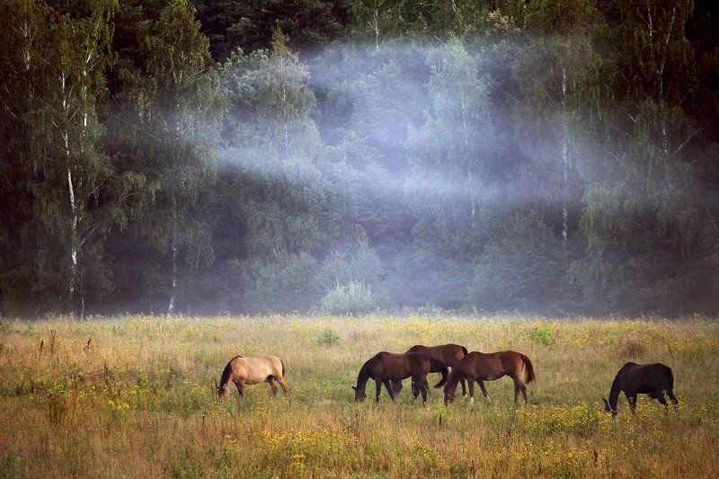 Лошадки в тумане фото превью