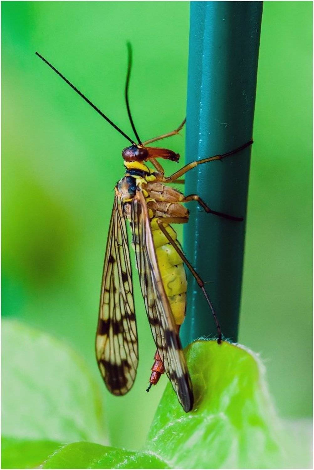 , Uncle_Vova (Владимир Веснин)