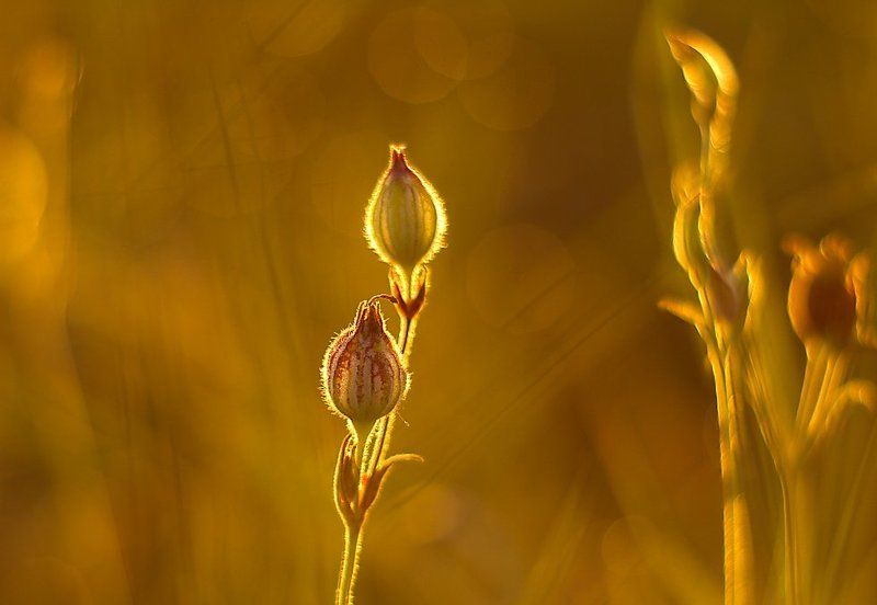 Flowers in the morning sun фото превью
