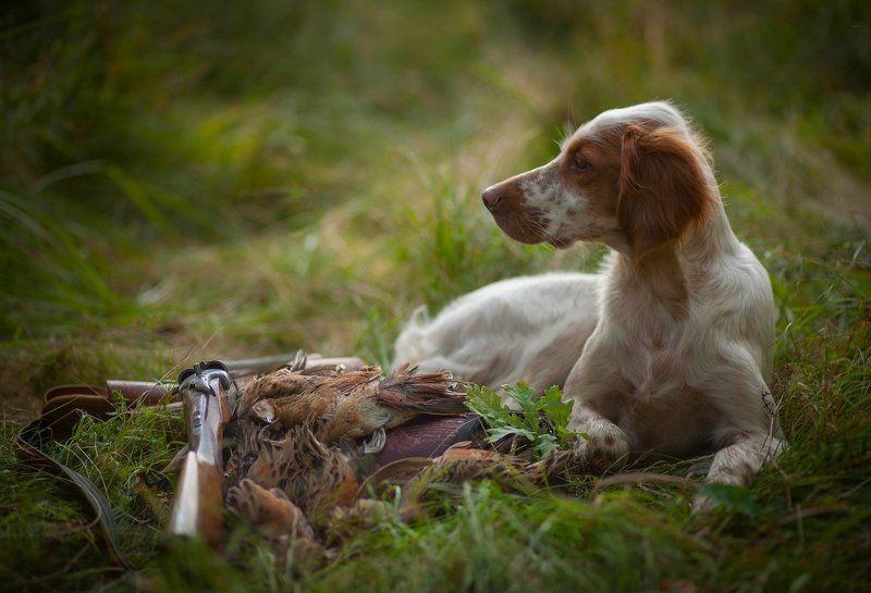 фотограф, животных, саров, английски сеттер, охота, охота с английским сеттером, охота с легавой Охотничьи истории фото превью