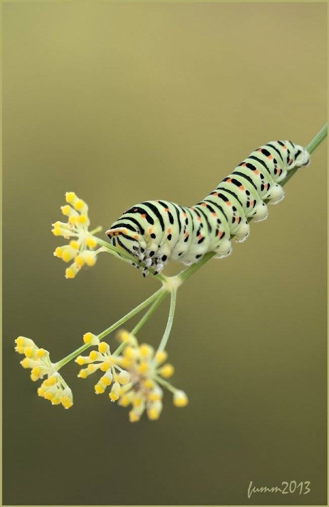 , Игорь ФУММ