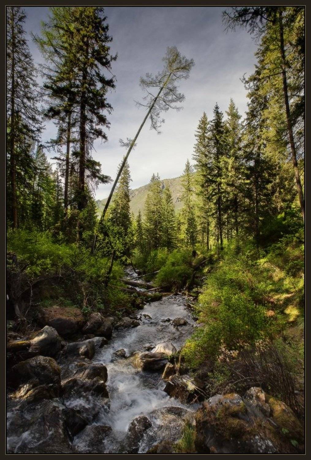 Алтай, Вода, Камни, Лес, Ручей, Тайга, Ярославский виталий, Виталий из Н-ска