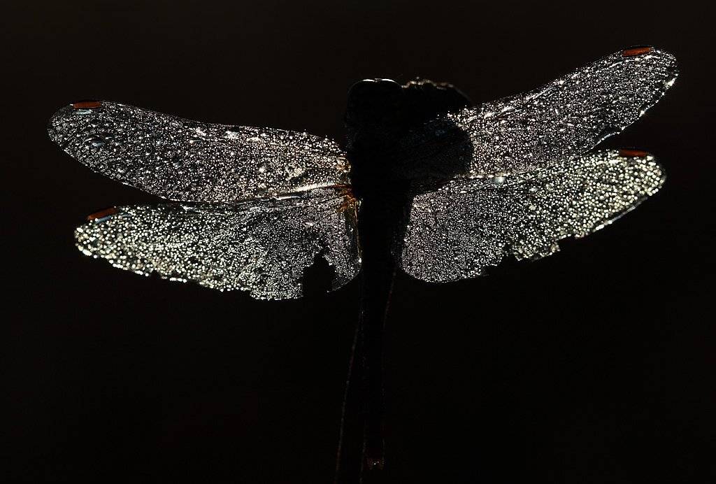 , Сергей Таланов