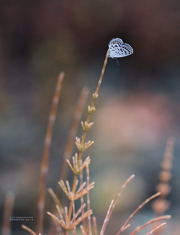 Gray butterfly garden фото превью