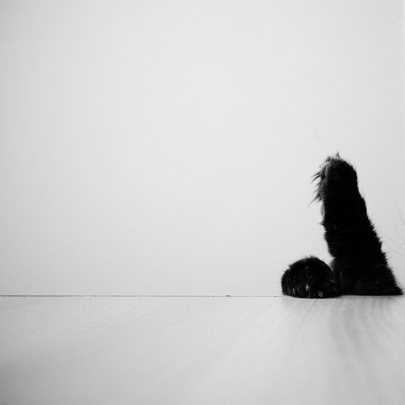 Я_кот фото превью