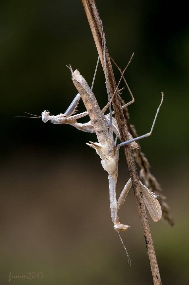 , Игорь ФУММ