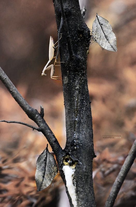 The butterfly and mantis фото превью