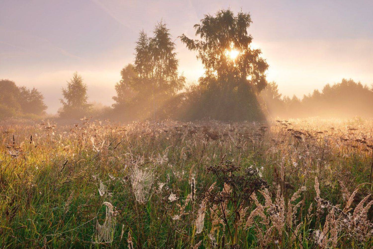 , Максим Евдокимов