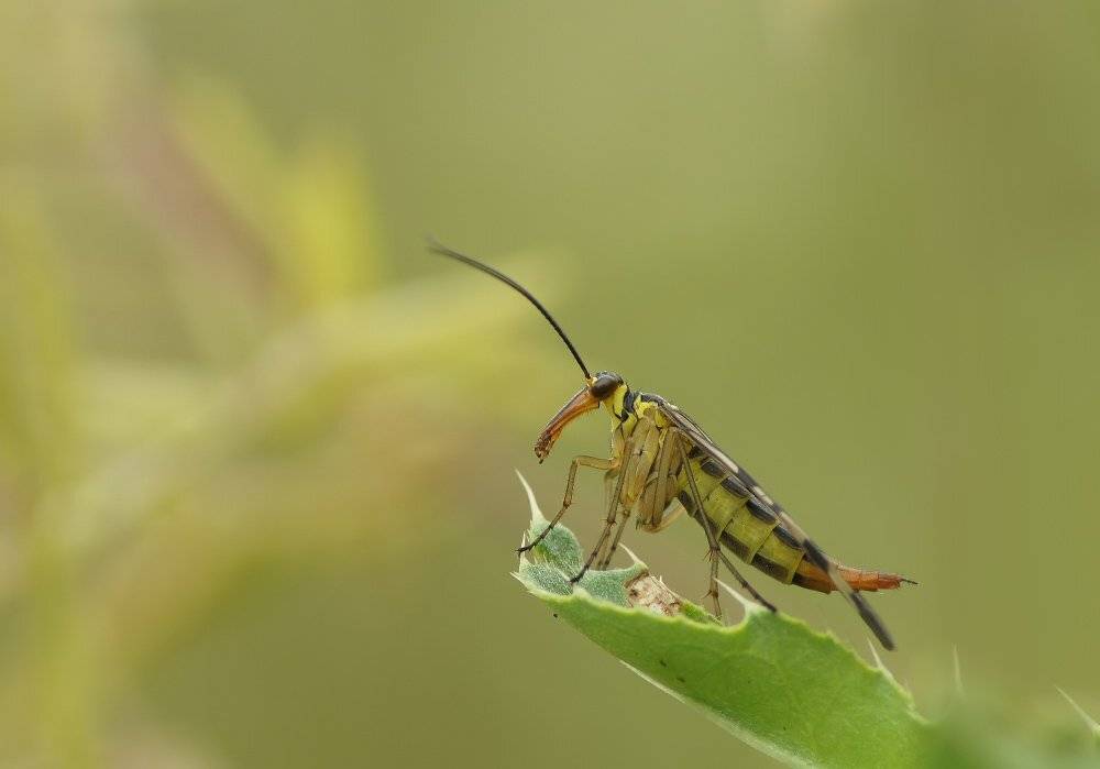 , Чепленко Алексей