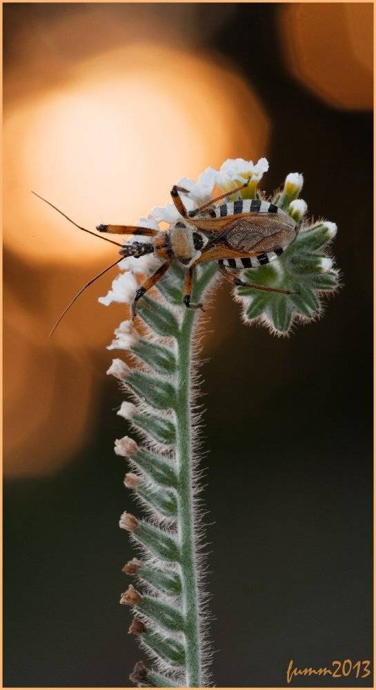 , Игорь ФУММ