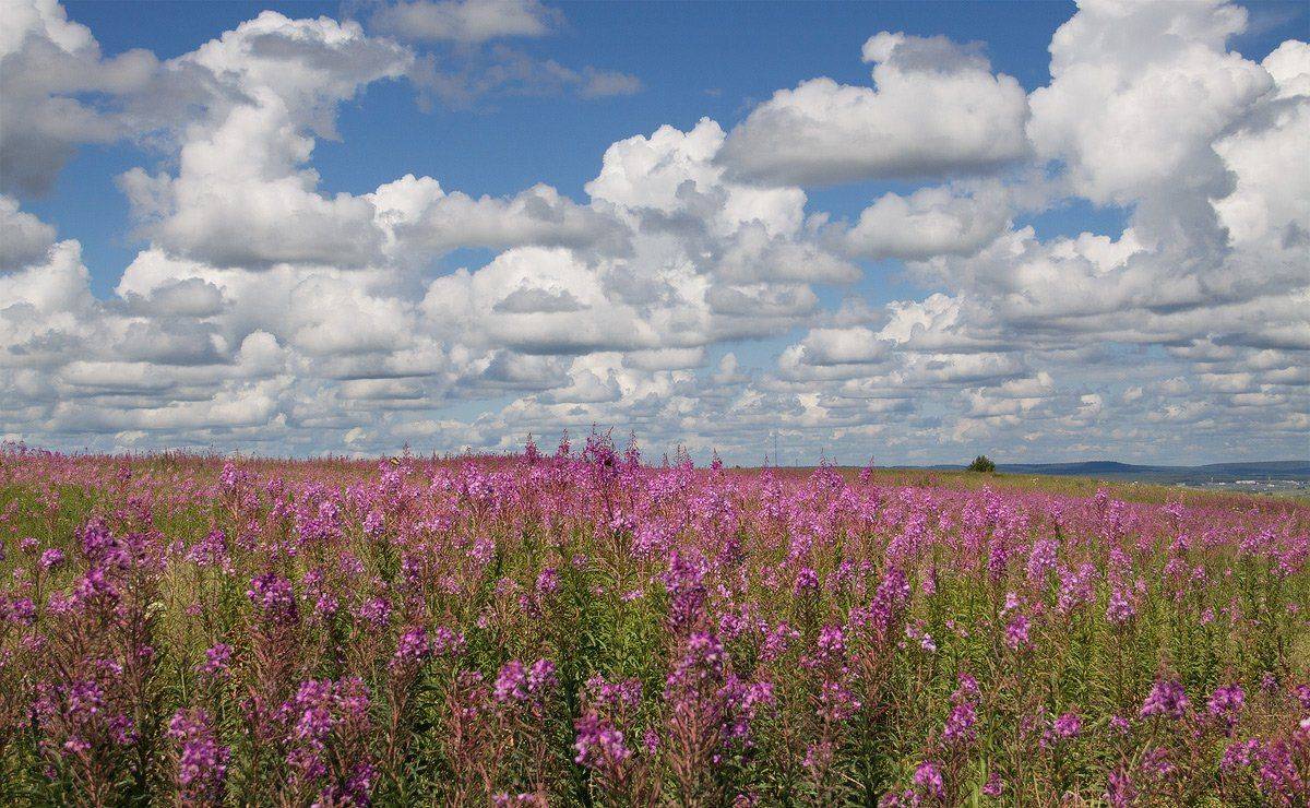 , Николай Морский