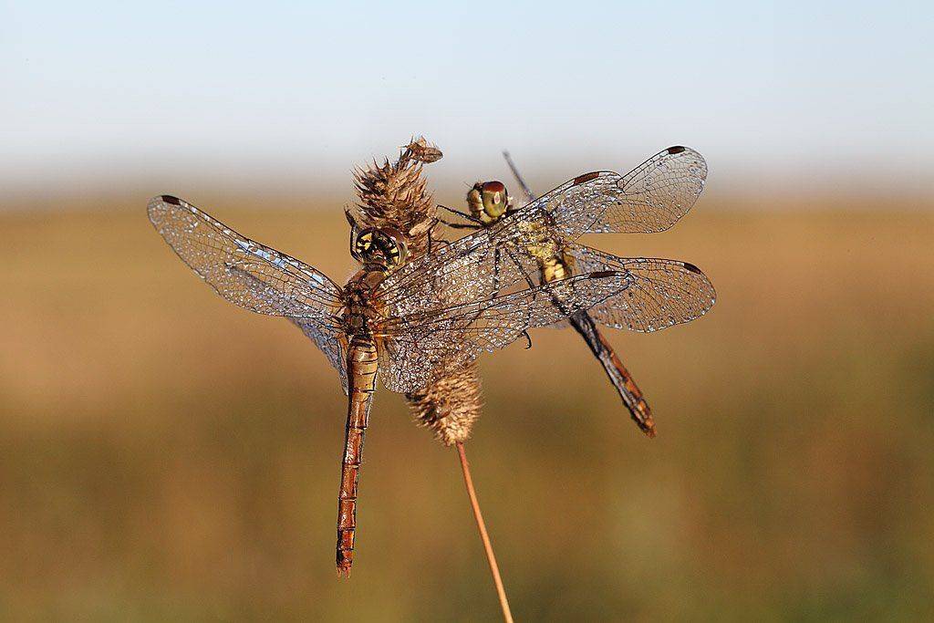 , Сергей Таланов
