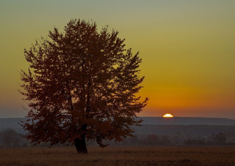 Закат, Оброшин, Черешня *** фото превью
