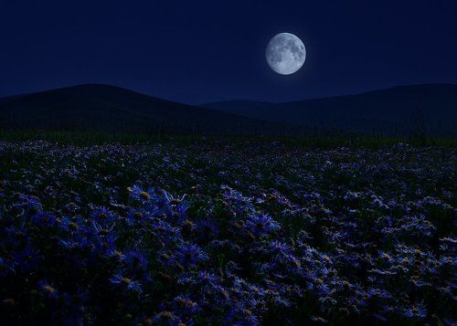 Забайкальский край. Дикие астры.