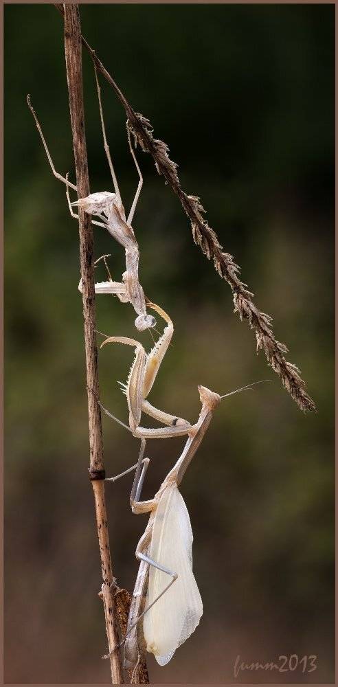 , Игорь ФУММ