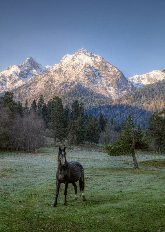 Архыз, Вечер, Вечер горы лошадь конь Архыз Кав, Горы, Кавказ, Конь, Лошадь, Поляна, Таулу Вечер на поляне Таулу фото превью
