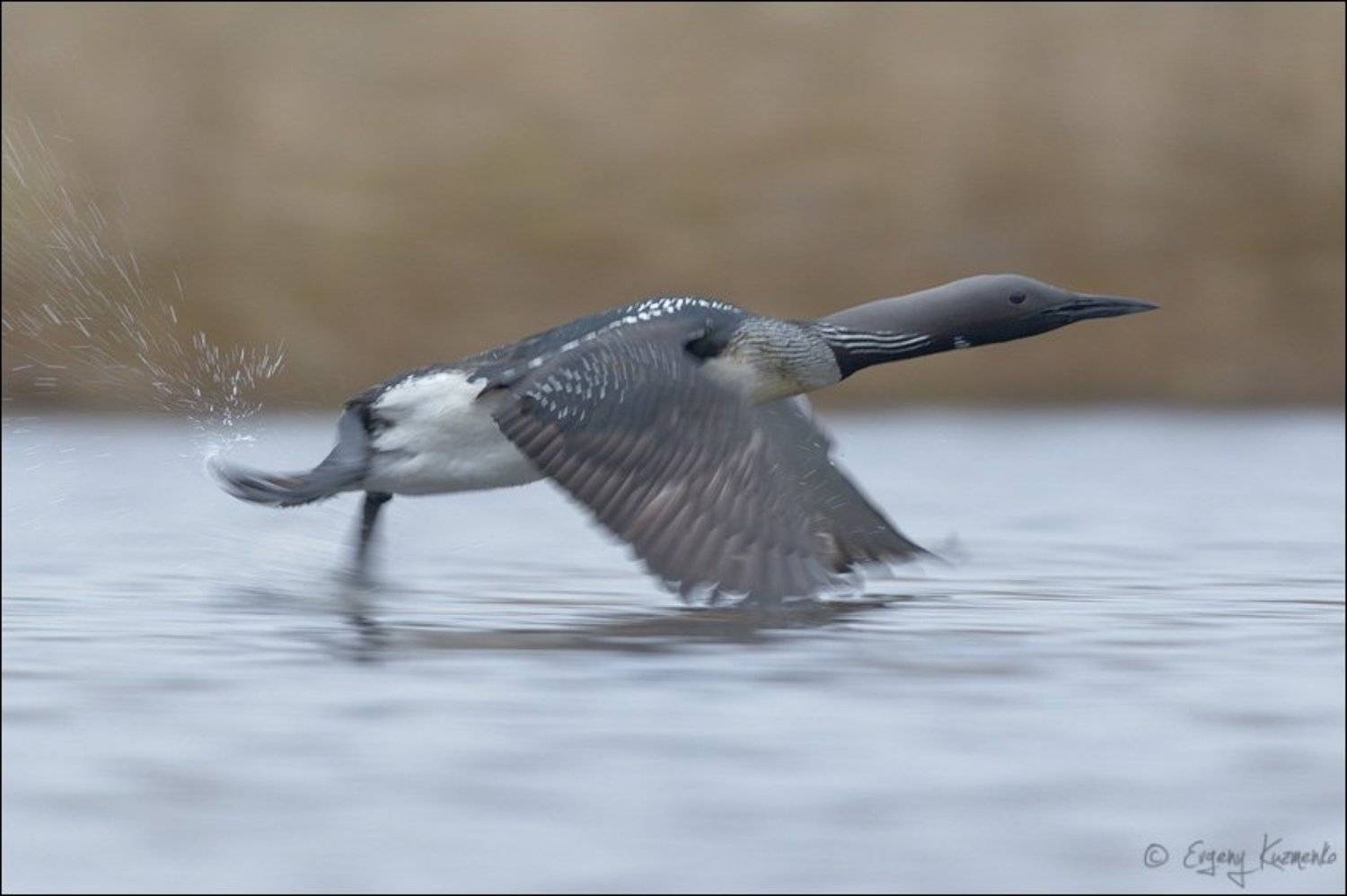 , Евгений Кузьменко