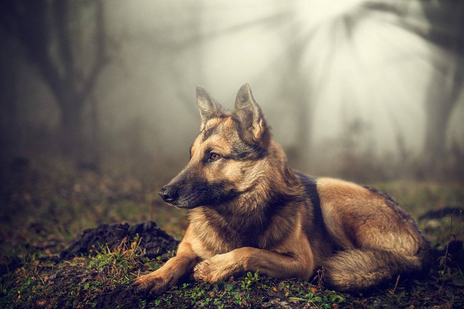 друг, лес, преданость, собака, туман, Иван Кривко