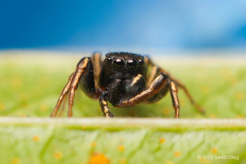 Art, Heliophanus cupreus, Jumping spider, Macro, Macrophotography, Nature, Oleg Serkiz, Олег Серкиз Heliophanus cupreus фото превью